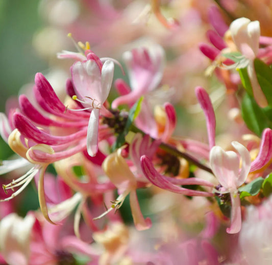 Japanese Honeysuckle