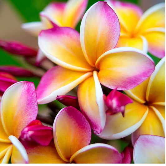 Wild Frangipani